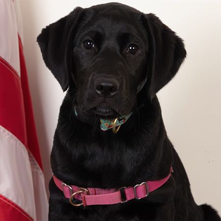 Gracie, Babson College Community Resource Dog