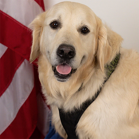 Roger, Babson College Community Resource Dog