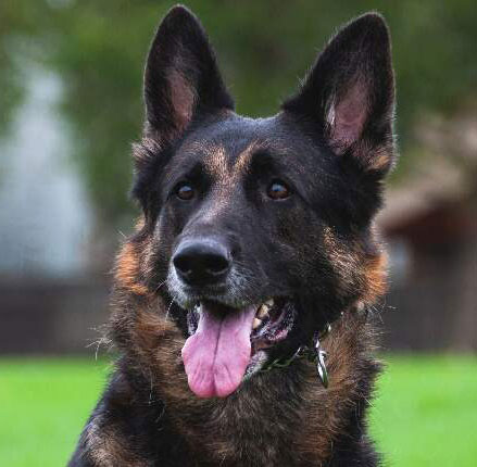 german shephard