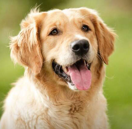golden retriever