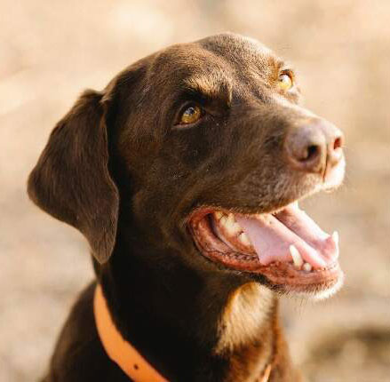 labrador retriever